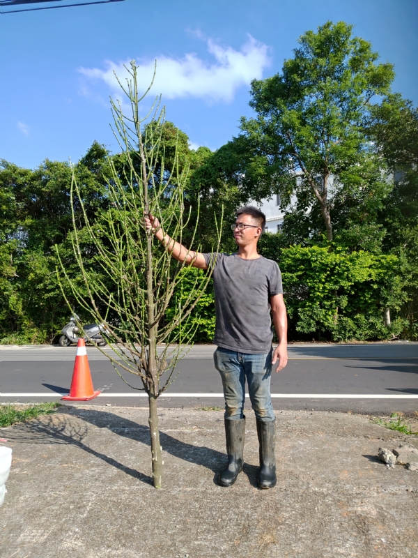 jeff的第二张照片--云霄婚介网